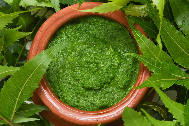 Ilustrasi daun nimba yang telah ditumbuk menjadi pasta. Daun nimba dapat digunakan sebagai bahan pembuatan pestisida alami. 