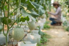 Tidak Sulit, Begini Cara Menanam Melon agar Buahnya Besar