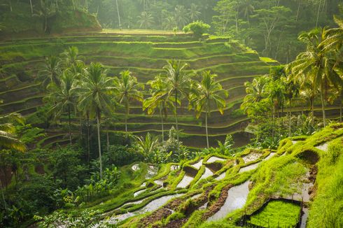 8 Wisata Tegallalang Bali, Ada Sawah Terasering dan Konservasi Gajah