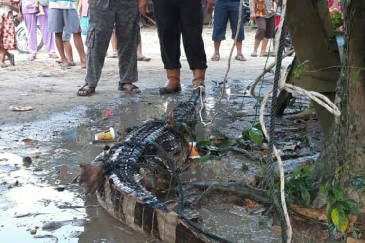 Warga dan aparat kepolisian menangkap seekor buaya yang masuk ke perkebunan di Desa Kota Lama, Kecamatan Rengat Barat, Inhu, Riau, Minggu (30/9/2018). 