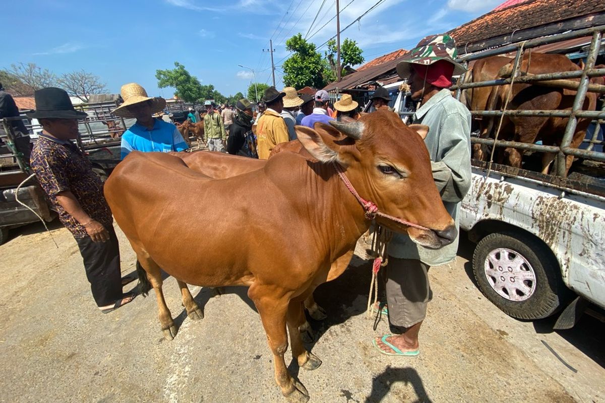 Aktivitas pasar sapi terbesar di Madura Pasar Keppo, Kabupaten Pameksan, Jawa Tikur menurun drastis setelah merebaknya Penyakit Mulut dan Kaki (PMK). Pedagang ketakutan datang ke pasar untuk menjual sapinya.