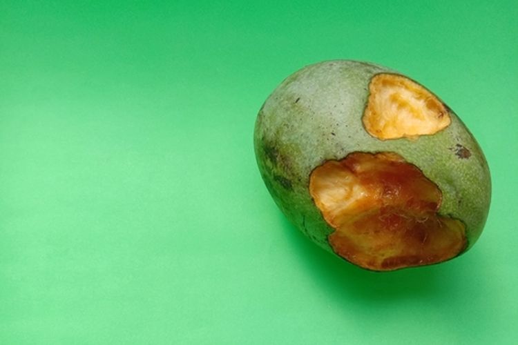 Buah mangga yang dimakan codot
