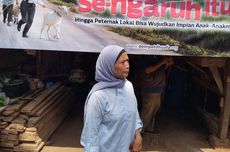 Dari Buruh Migran Jadi Peternak, Perjalanan Yuli Bangun Usaha Domba 