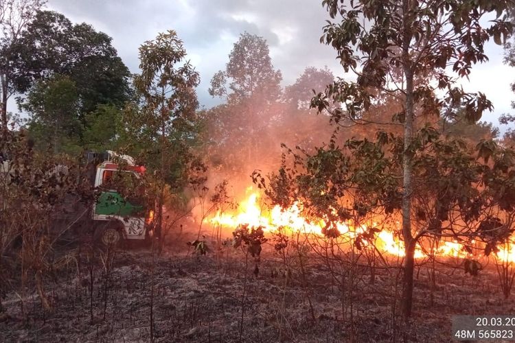 Kebakaran yang terjadi di area kawasan hutan Taman Nasional Way Kambas pada Rabu (20/3/2024). Lahan seluas 301 hektare hangus akibat kebakaran ini.