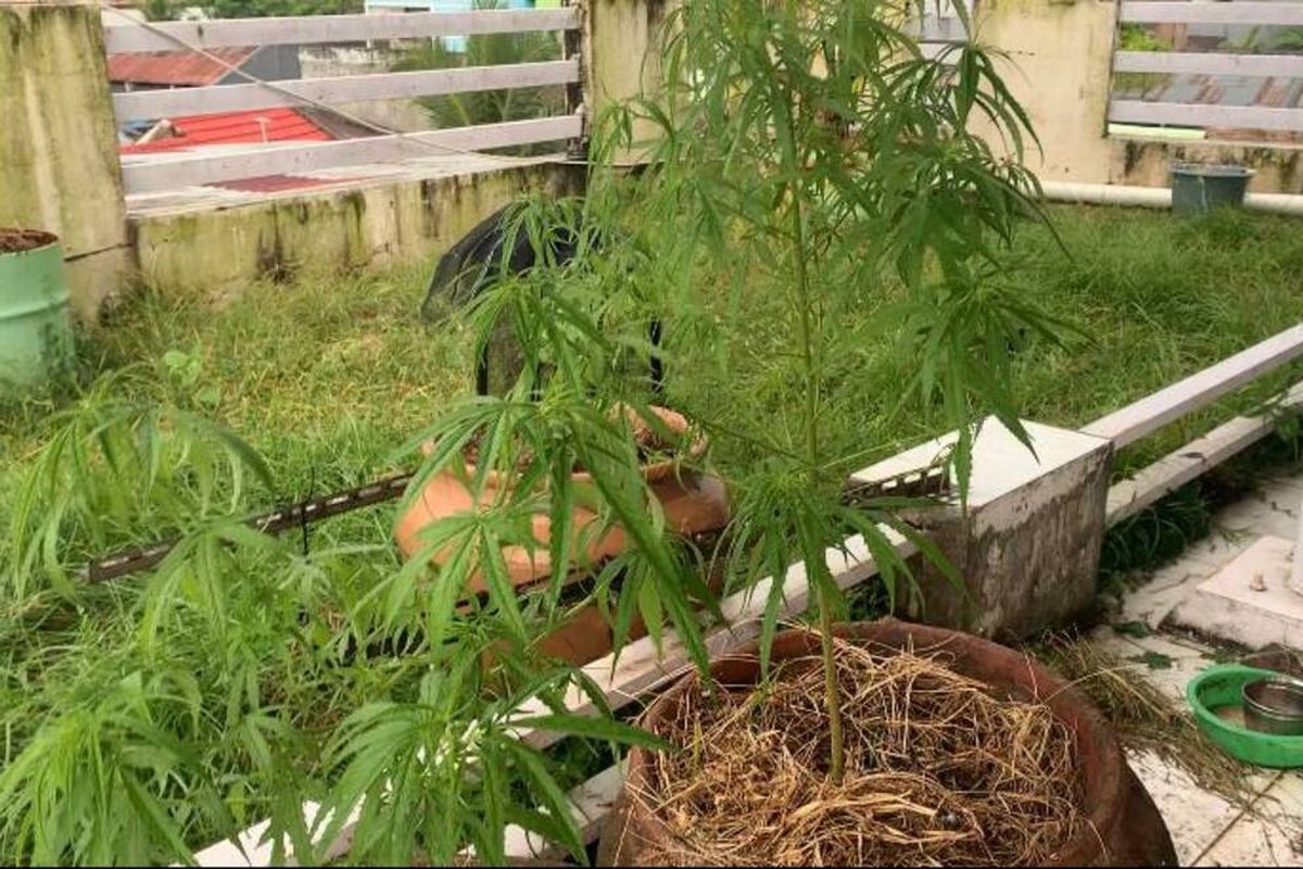 Sejumlah pot bunga yang ditanami bibit ganja ditemukan jajaran Direktorat Reserse Narkoba Polda Sulsel di salah satu rumah mewah sekaligus vila yang terletak di Kecamatan Pallangga, Kabupaten Gowa, Sulawesi Selatan (Sulsel), pada Selasa (27/6/2023)