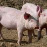 44.322 Ekor Babi di Kalbar Mati karena Terinfeksi Flu Afrika 