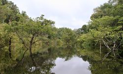 Krisis Iklim Rusak Keanekaragaman Hayati Mikroba Sungai