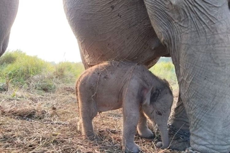 Bayi Gajah Sumatera Lahir di Padang Sugihan Sumsel pada HUT RI ke-81
