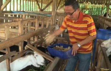 Cara Beternak Kambing Perah Agar Menghasilkan Susu Kambing ...