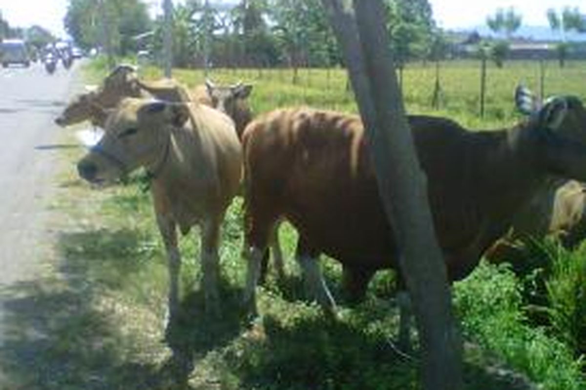 Harga sapi kurban jelang Idul Adha di Pinrang, Sulawesi Selatan mencapai Rp 20 juta per ekor.