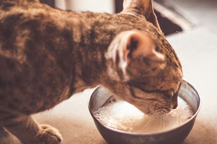 Ilustrasi kucing minum susu dengan mangkuk stainless steel.