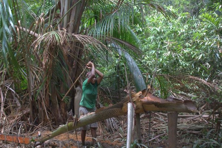 Ketahanan pangan nasional di Indonesia seharusnya tidak begitu saja menghancurkan ketahanan pangan masyarakat suku di Papua.