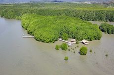 Wisata ke Mangrove Nanga Rosok di Labuan Bajo, Naik Perahu dan Lihat Satwa Langka