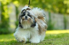 10 Ras Anjing yang Mirip Shih Tzu, Penampilannya Menggemaskan