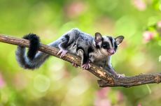 Sugar Glider, Aktif pada Malam atau Siang Hari?  