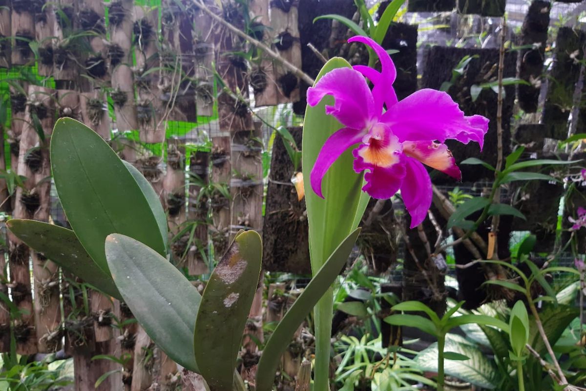 Salah satu anggrek yang tumbuh di kebun milik Yudi Eko Purnomo