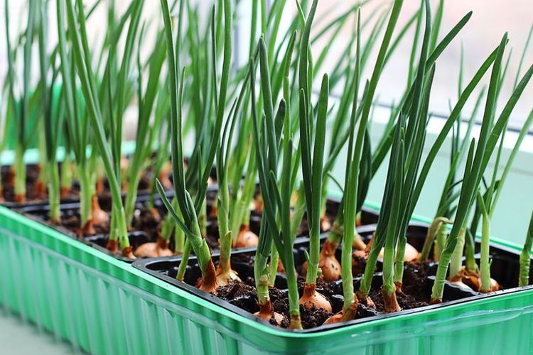 Kejar Swasembada Bawang, Kementan Beri Insentif Rp 375 M Ke Petani