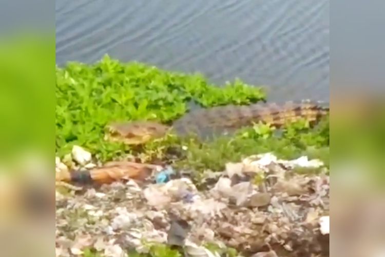 Seekor buaya yang diperkirakan berukuran 5 meter muncul hingga membuat takut warga di kawasan sungai Tempat Pembuangan Akhir (TPA) Antang, Kecamatan Manggala, Kota Makassar, Sulawesi Selatan (Sulsel), Minggu (2/2/2025).