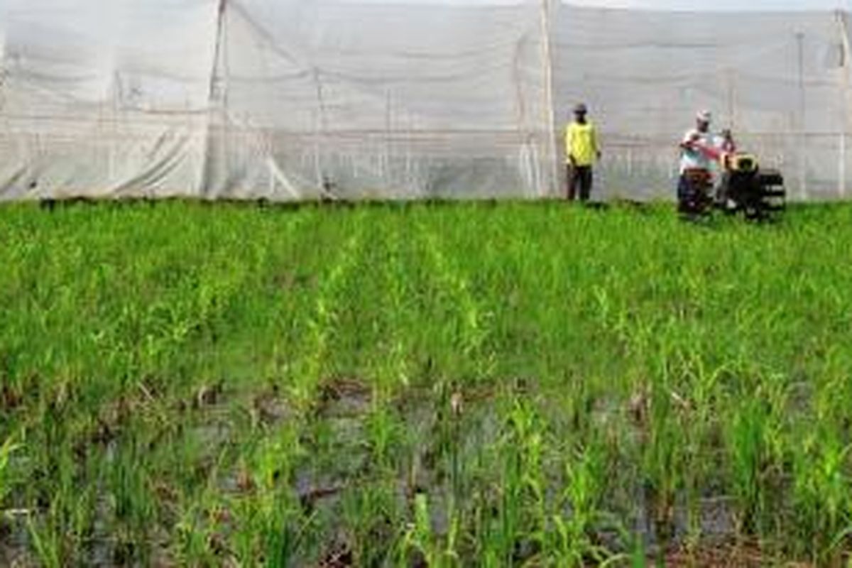 Di Kabupaten Jember, Jawa Timur, banyak lahan pertanian produktif beralih fungsi menjadi perumahan dan pergudangan. 