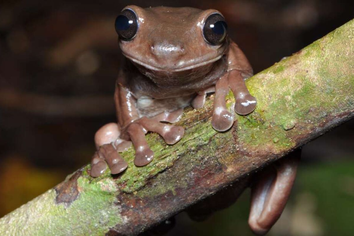 Spesies baru katak dari Australia berwarna cokelat mirip makanan. Katak ini dinamai Litoria mira.