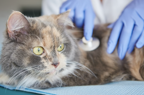5 Penyakit yang Ditularkan Kucing pada Manusia, Apa Saja?