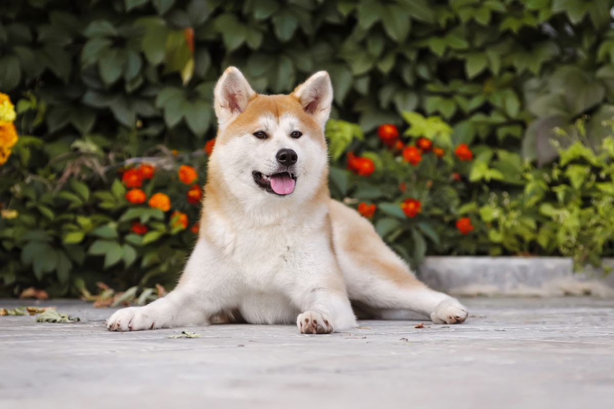 Ilustrasi anjing Akita inu.