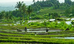 Sumbang Capaian Swasembada Pangan, Serapan KUR Pertanian Berhasil Tembus Rp 70,3 Triliun