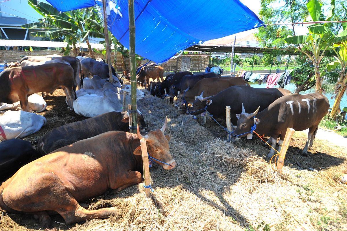 Pedagang menjual hewan kurban menjelang Hari Raya Idul Adha 1440 Hijriah tahun 2019 di Surabaya, Jawa Timur. 