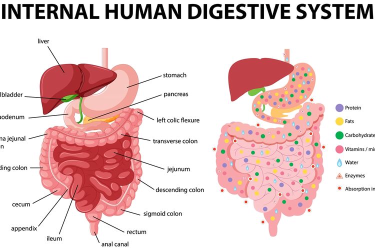 Anatomi Fisiologis Sistem Pencernaan&nbsp;