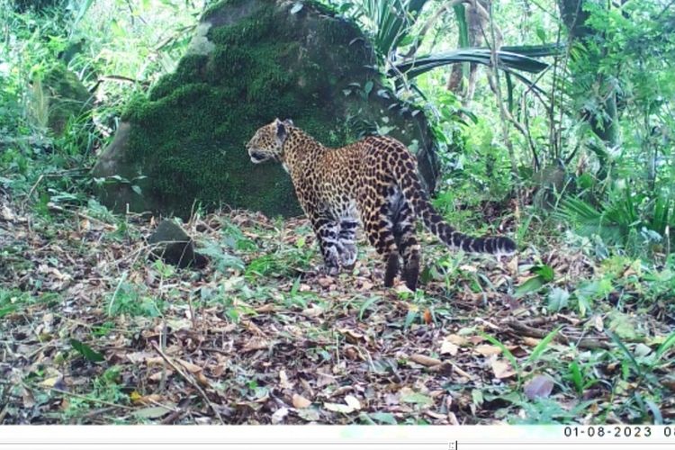 Seekor macan tutul terekam kamera jebak di hutan dekat peekampungan warga di Karawang, Jawa Barat. Warga Kampung Bakan Situ, Desa Mekarbuana, Kecamatan Tegalwaru beberapa kali mendapati macan tutul mendekati perkampungan.