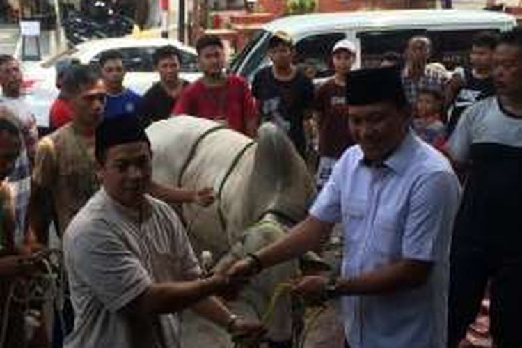 Penyerahan sapi oleh Sekretaris Jenderal DPP PKB Abdul Kadir Karding dalam kegiatan pemotongan hewan kurban yang dilakukan di Halaman Graha Gus Dur, Jalan Raden Saleh nomor 9, Jakarta pada Selasa (13/9/2016)