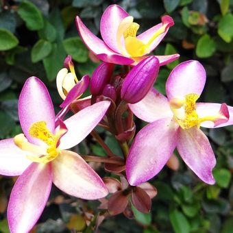 Ilustrasi bunga anggrek Spathoglottis. 