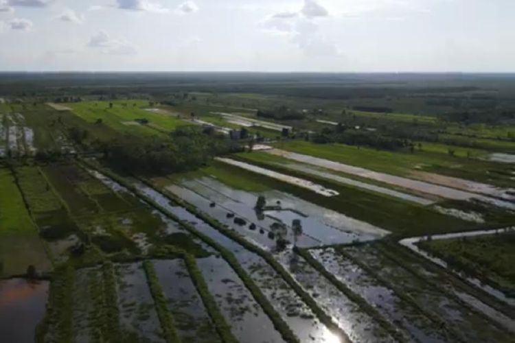 Ilustrasi lahan food estate.