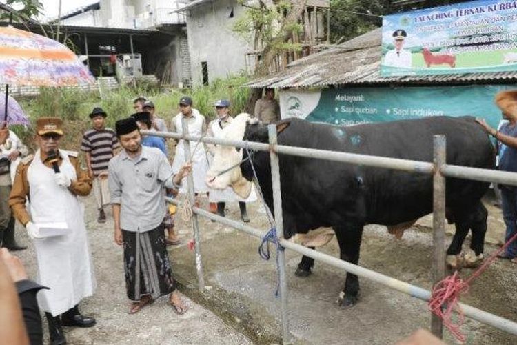 Owner Katandur Farm, RH Lora Izzu Muhammad Rofii Banyuanyar, saat mendampingi Bupati Pamekasan, KH Kholilurrahman Wafi, mengecek kondisi kesehatan dan kualitas proporsional sapi Simmental Cross di kandang Katandur Farm, Jalan Raya Plakpak, Kecamatan Pegantenan, Kabupaten Pamekasan, Madura, Senin (19/5/2025). 

