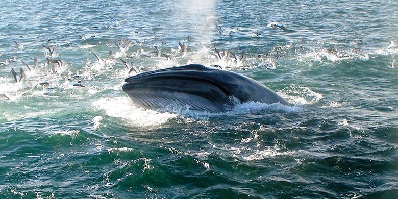 Rare Discovery of Thousand Year Old Whale Skeleton in Thailand Page all