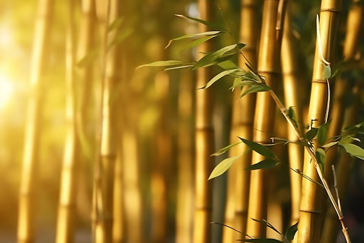 Ilustrasi bambu kuning.