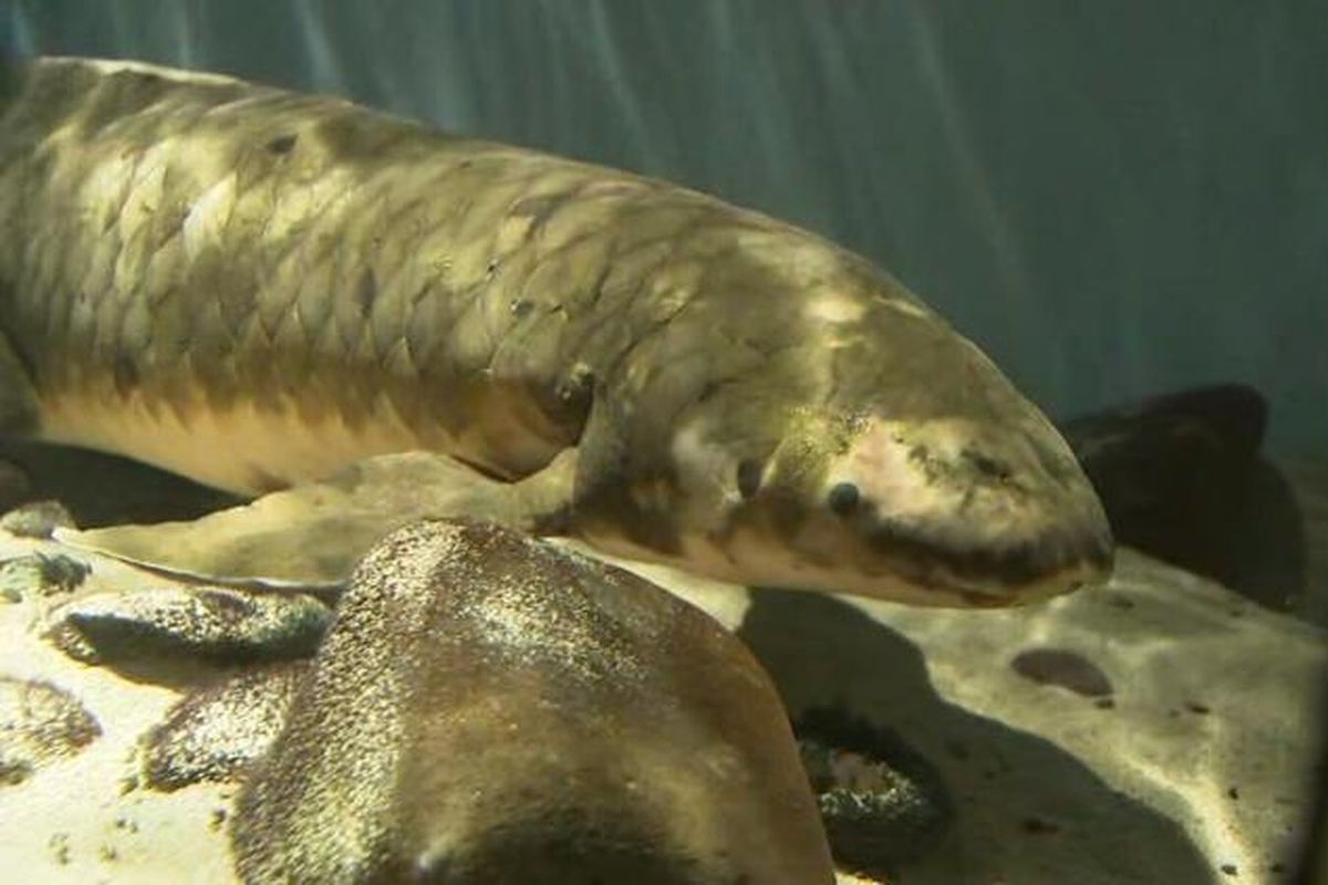 Methuselah, ikan tertua di dunia yang dipelihara di aquarium