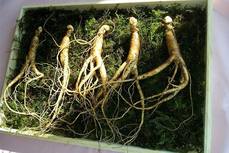 Ilustrasi tanaman ginseng