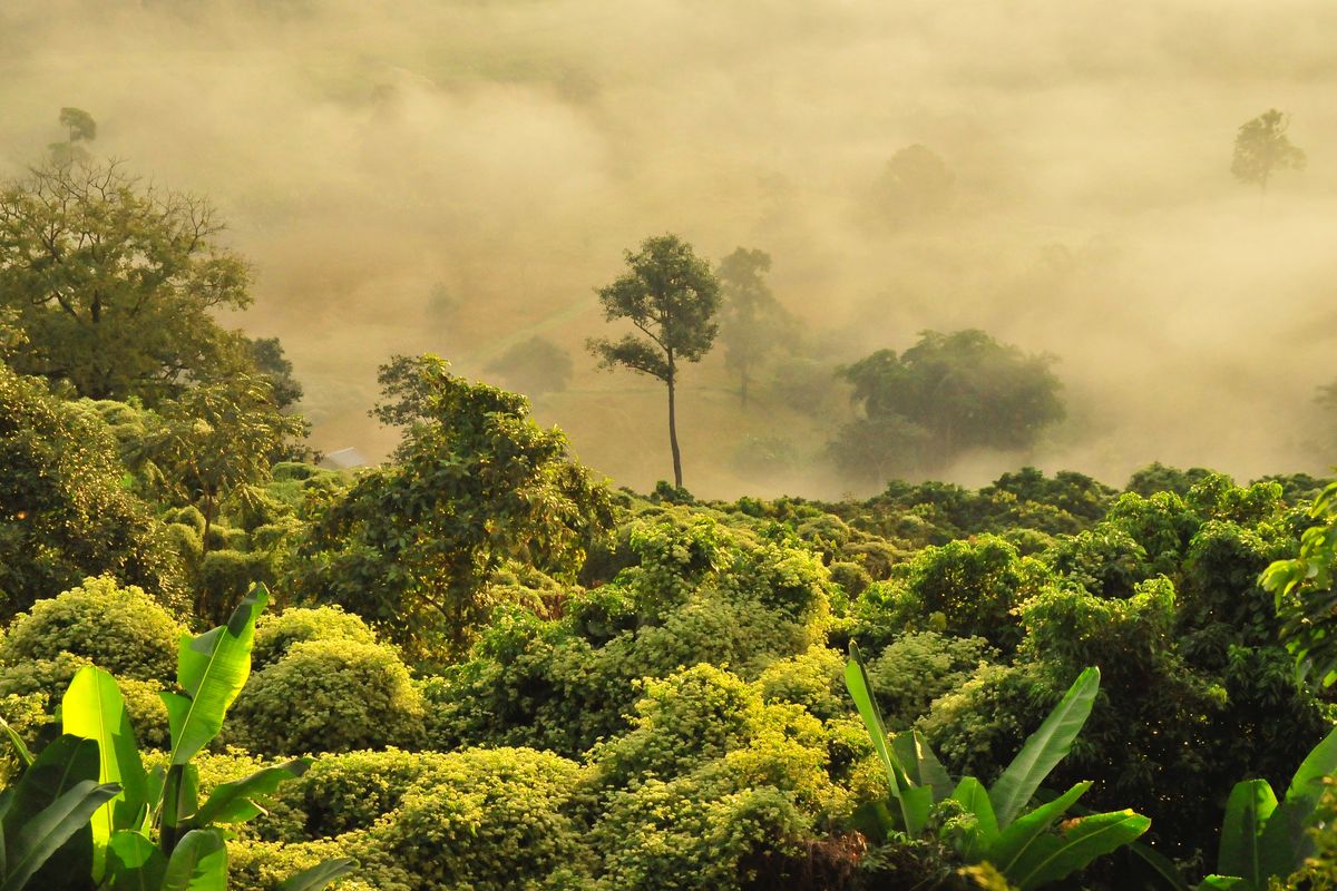 Pengertian, jenis, dan contoh hutan hujan.