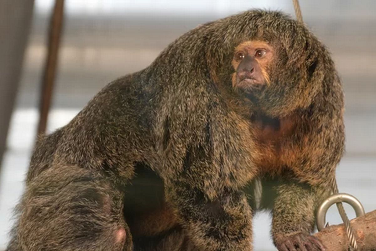 Inilah Bea, monyet Saki yang viral karena memiliki penampakan garang.