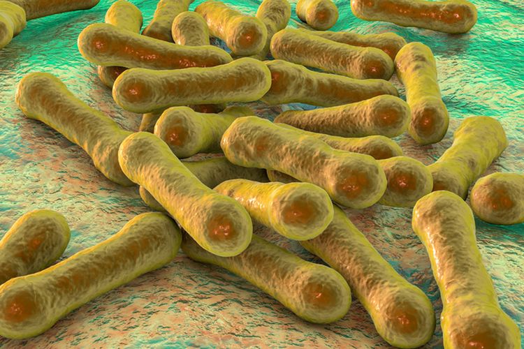 Ilustrasi bakteri.