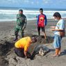 2 Hari Berturut-turut, Penyu Ditemukan Mati di Pantai Bantul dan Gunungkidul