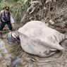 Lilik, Gajah Jinak di Aceh Timur Mati Terinjak Puluhan Gajah Liar