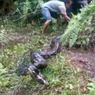 Cerita Warga Lubuklinggau Tak Sengaja Injak Ular Piton 6,5 Meter Saat Mandi di Sungai