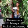 Dibeli dengan Harga Rp 700.000, Tanaman Hias Monstera Variegata Laku Dijual Rp 225 Juta