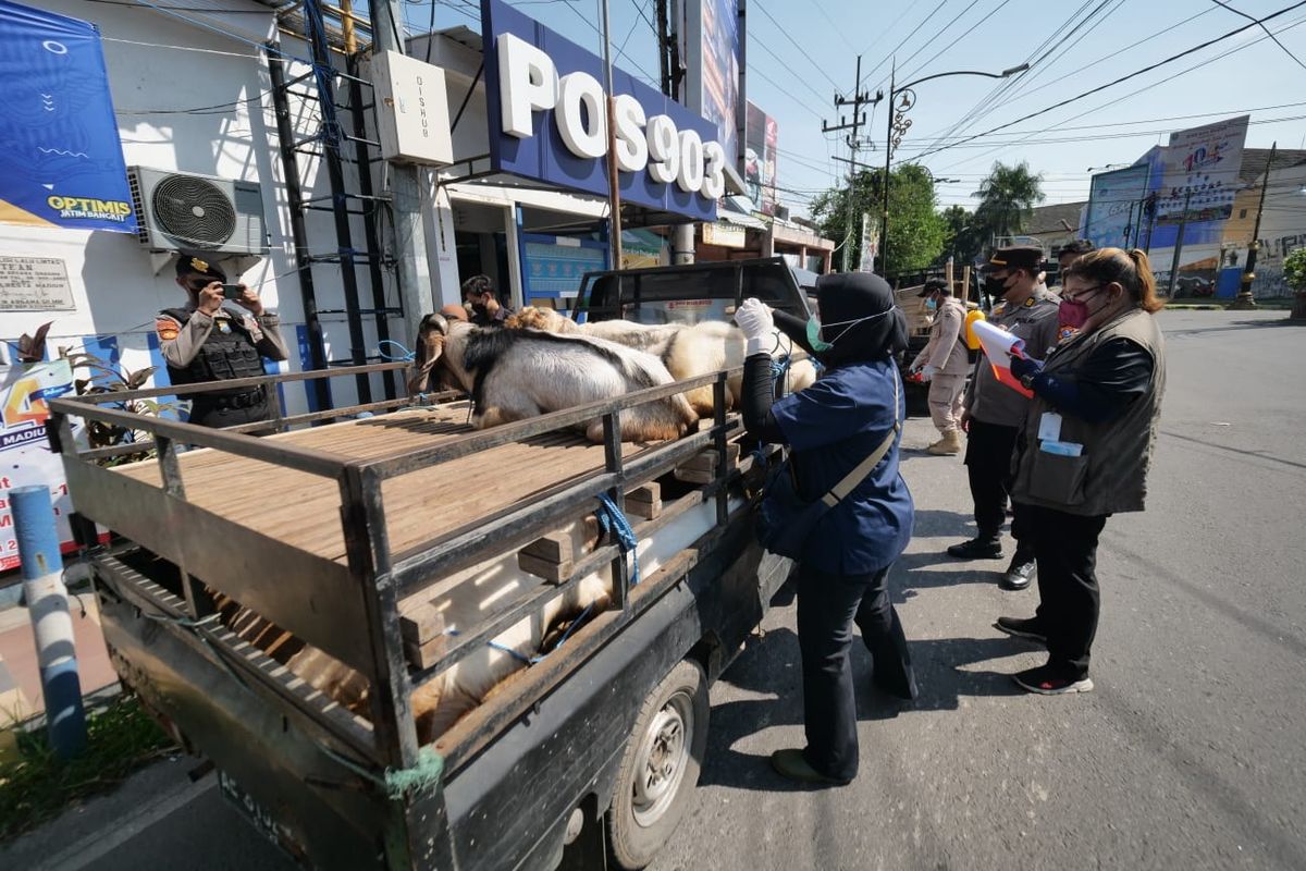PERIKSA HEWAN TERNAK—Petugas kesehatan hewan memeriksa hewan ternak yang akan masuk ke Kota Madiun untuk mencegah penyebaran PMK menjelang perayaan Idul Adha, Kamis (30/6/2022)