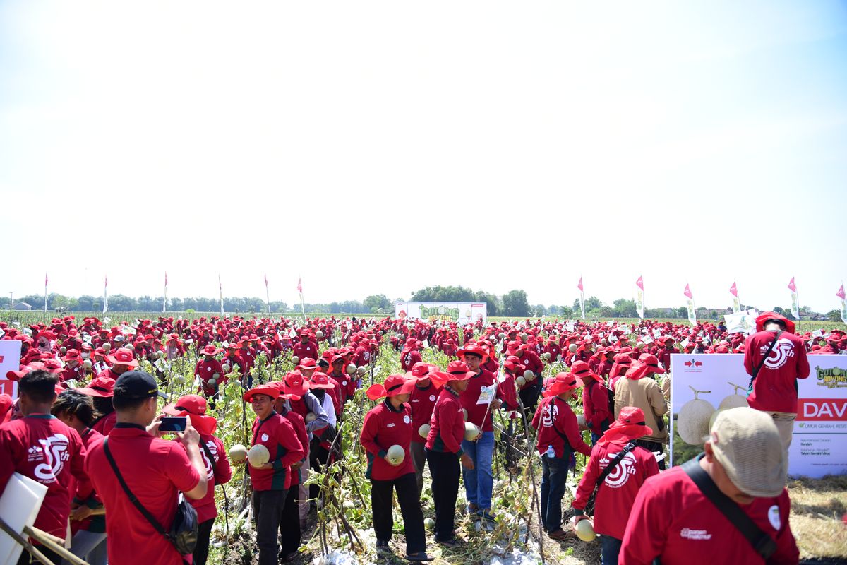 Panen raya yang digelar di lahan seluas 1 hektare di Jawa Tengah diprakarsai oleh PT East West Seed Indonesia (EWINDO), yakni produsen benih hortikultura dengan merek dagang Cap Panah Merah.