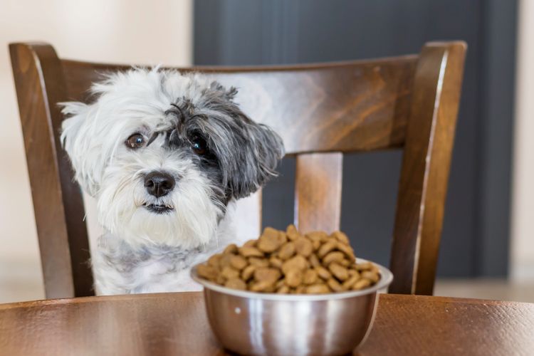 Ilustrasi anjing makan, memberi makan anjing dengan daging mentah. 