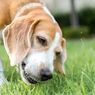 Alasan Anjing Memakan Rumput, Benarkah karena Sedang Sakit?