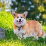Bujet Terbatas? Ini 7 Ras Anjing dengan Biaya Hidup Termurah di Dunia